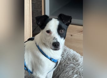 Max sucht sein Zuhause