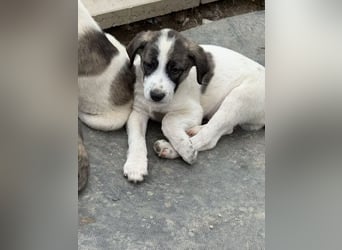 Aron- sucht ein liebevolles zuhause