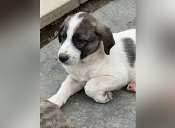 Aron- sucht ein liebevolles zuhause