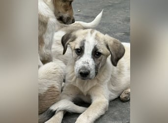 Orion- möchte eine seine Koffer packen und in ein warmes Zuhause ziehen