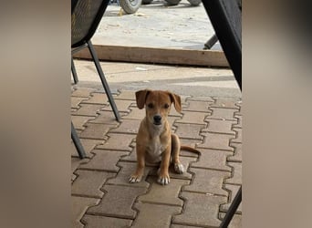 Fiete- bereit für sein neues Zuhause