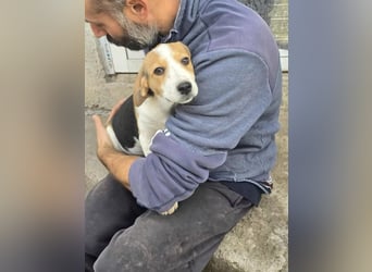 Dala- ist bereit ihr für immer zuhause zu finden