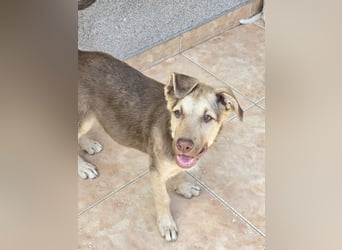 Toffee sucht sein "Für-immer-Zuhause"