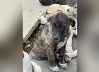 Ares- möchte seine Koffer packen und in ein warmes zuhause ziehen