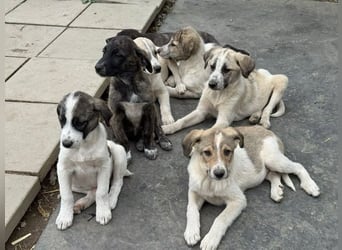 Orion- möchte eine seine Koffer packen und in ein warmes Zuhause ziehen