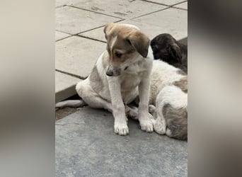 Cosmo- ist bereit seine Koffer zu packen