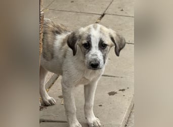 Orion- möchte eine seine Koffer packen und in ein warmes Zuhause ziehen