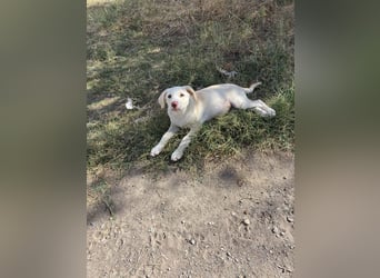 Missy sucht ihr Zuhause