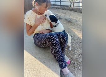 Max sucht sein Zuhause