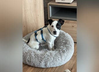 Max sucht sein Zuhause