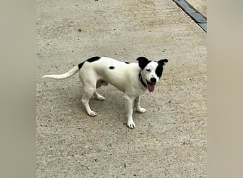 Max sucht sein Zuhause