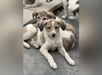 Cosmo- ist bereit seine Koffer zu packen