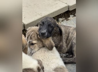 Ares- möchte seine Koffer packen und in ein warmes zuhause ziehen