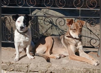 Max sucht sein Zuhause