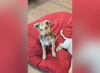 Toffee sucht sein "Für-immer-Zuhause"