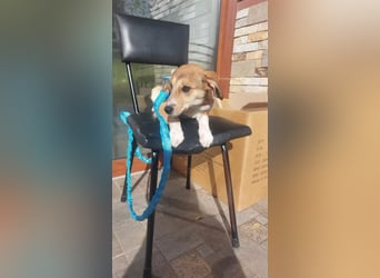 Laurie- sucht ein zuhause für immer