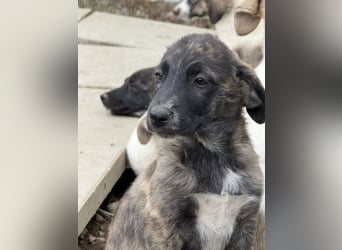 Ares- möchte seine Koffer packen und in ein warmes zuhause ziehen