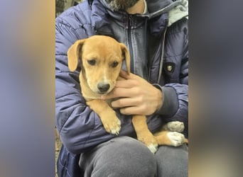 Fiete- bereit für sein neues Zuhause