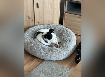 Max sucht sein Zuhause