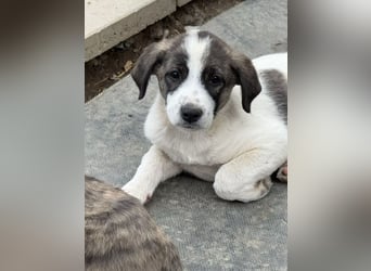 Aron- sucht ein liebevolles zuhause