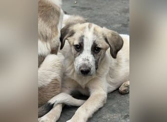 Orion- möchte eine seine Koffer packen und in ein warmes Zuhause ziehen