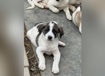 Aron- sucht ein liebevolles zuhause