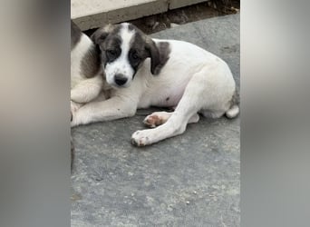 Aron- sucht ein liebevolles zuhause