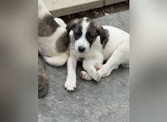 Aron- sucht ein liebevolles zuhause