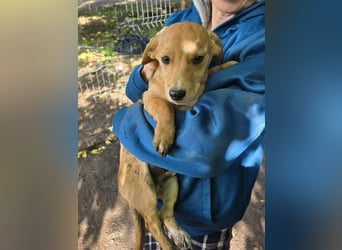 Fiete- bereit für sein neues Zuhause