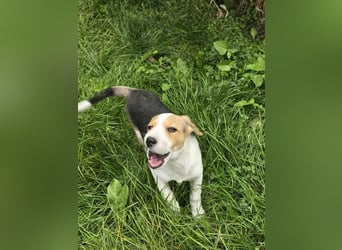 Dala- ist bereit ihr für immer zuhause zu finden