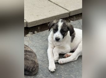 Aron- sucht ein liebevolles zuhause