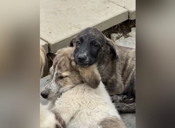 Ares- möchte seine Koffer packen und in ein warmes zuhause ziehen