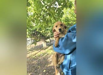 Fiete- bereit für sein neues Zuhause