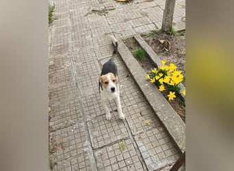 Dala- ist bereit ihr für immer zuhause zu finden