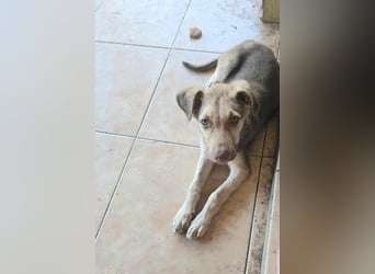 Toffee sucht sein "Für-immer-Zuhause"
