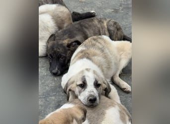 Orion- möchte eine seine Koffer packen und in ein warmes Zuhause ziehen