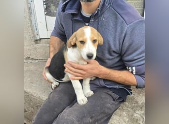 Dala- ist bereit ihr für immer zuhause zu finden