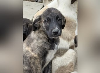 Ares- möchte seine Koffer packen und in ein warmes zuhause ziehen