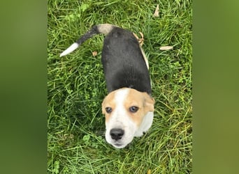 Dala- ist bereit ihr für immer zuhause zu finden