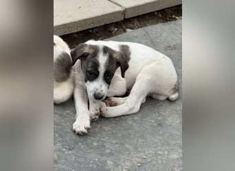 Aron- sucht ein liebevolles zuhause