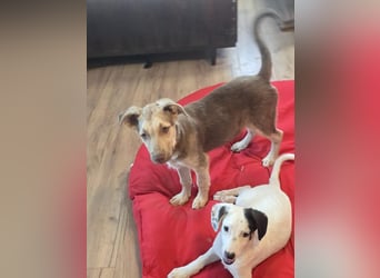 Toffee sucht sein "Für-immer-Zuhause"