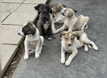 Cosmo- ist bereit seine Koffer zu packen