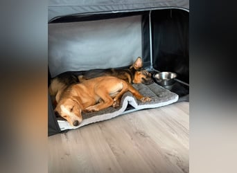 Smilla sucht ihr "Für-immer-Zuhause"