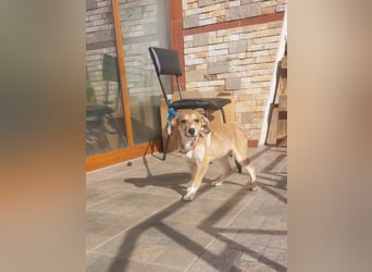 Laurie- sucht ein zuhause für immer