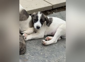 Aron- sucht ein liebevolles zuhause