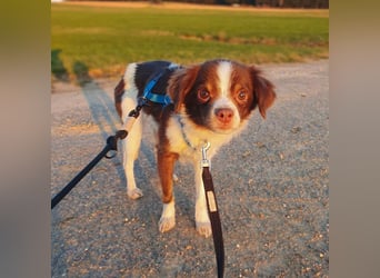 Tala - ist schüchtern