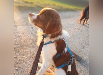 Tala - ist schüchtern