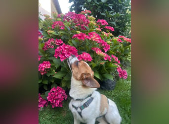 Karla - kleine Prinzessin sucht Körbchen