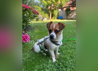 Karla - kleine Prinzessin sucht Körbchen