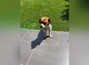 Karla - kleine Prinzessin sucht Körbchen